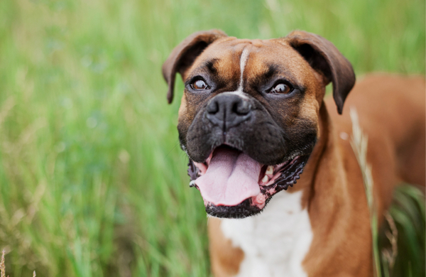 Hundefutter auf Rechnung bestellen