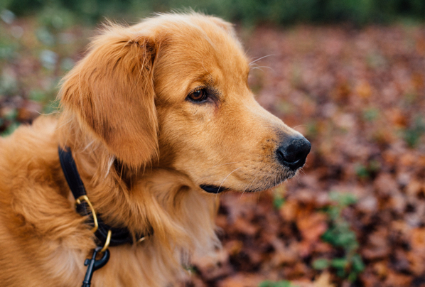 Hundefutter auf Rechnung